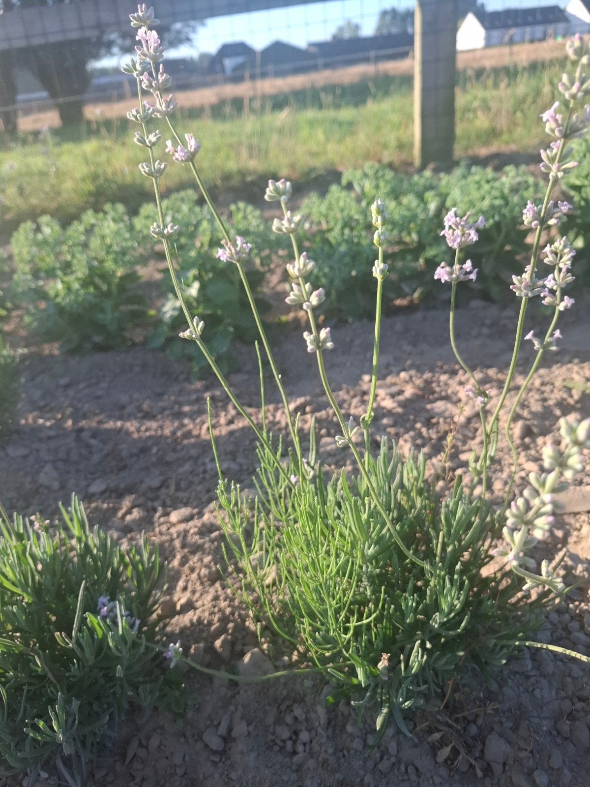 Lavendel, Tuin en Terras, Planten | Tuinplanten, Volle zon, Vaste plant, Zomer, Ophalen