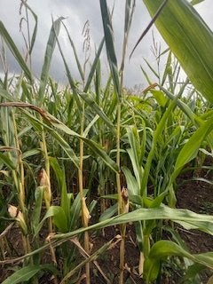 mais op stam, Zakelijke goederen, Landbouw | Veevoer, Ophalen