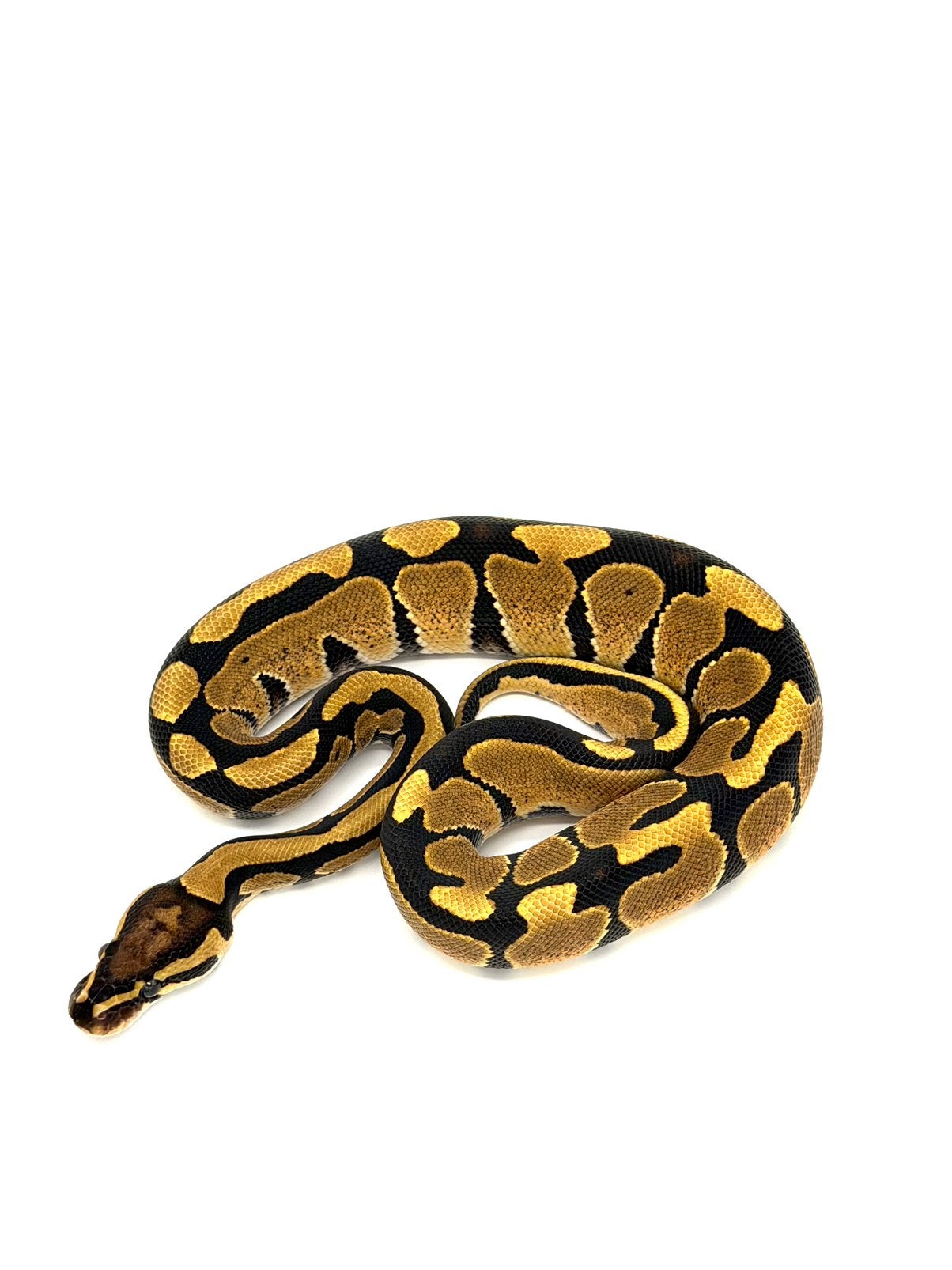 0.1 Het Hypo 66%het Puzzle Ball Python photo 2
