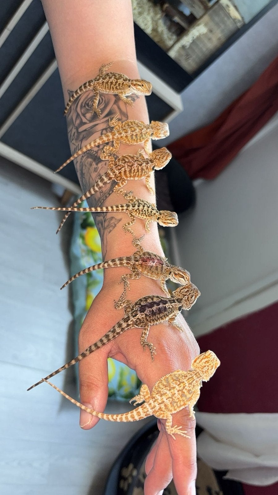 Pogona juvénile, Enlèvement