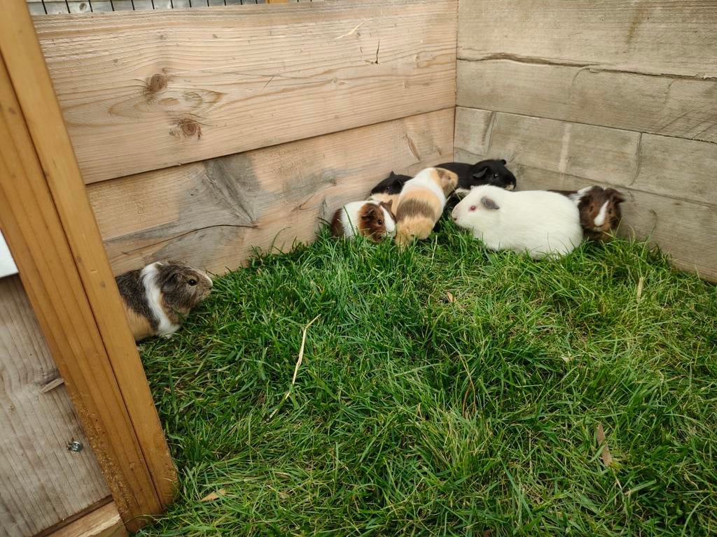 Cavia, Dieren en Toebehoren, Ophalen, Cavia