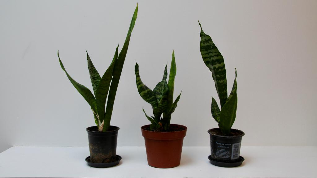 Sanseveria, Groene kamerplant, Ophalen, Overige soorten, Minder dan 100 cm