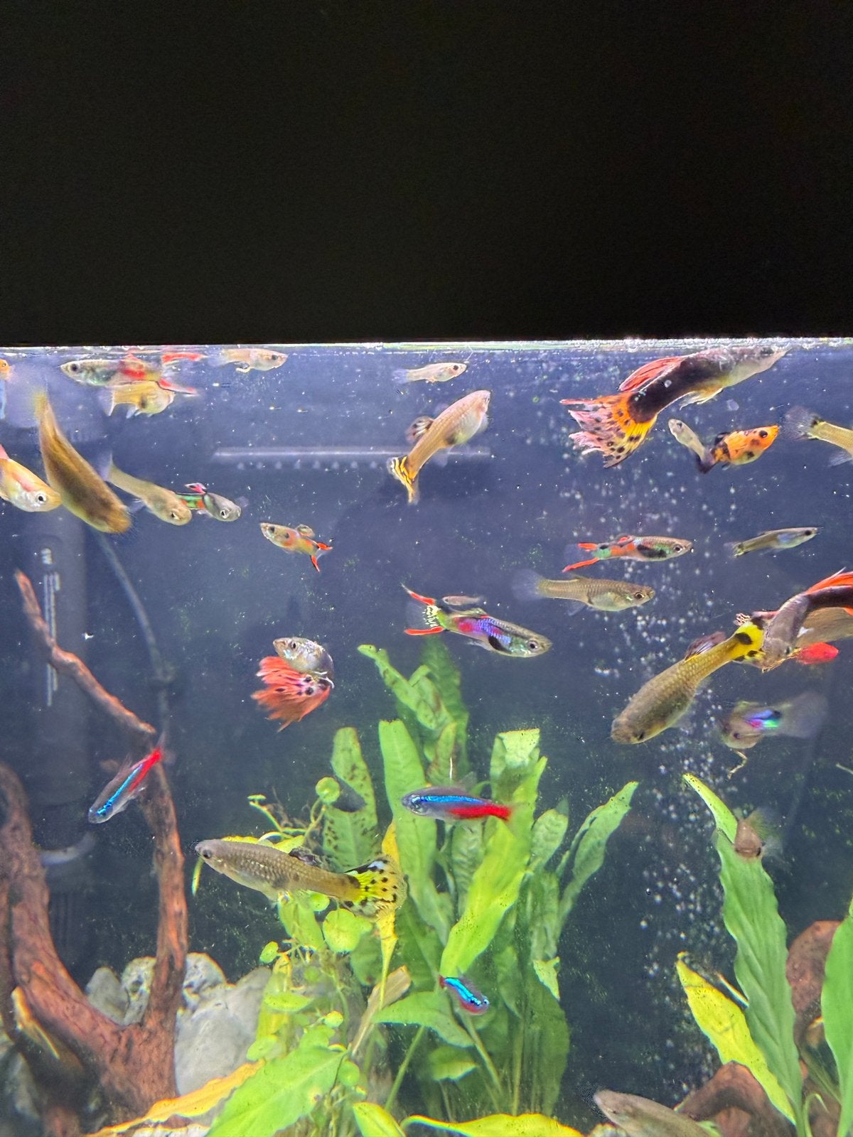 Gratis guppy's