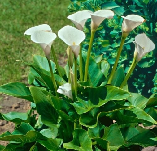 aronskelk witte bloem, Tuin en Terras, Ophalen, Lente, Vaste plant, Overige soorten