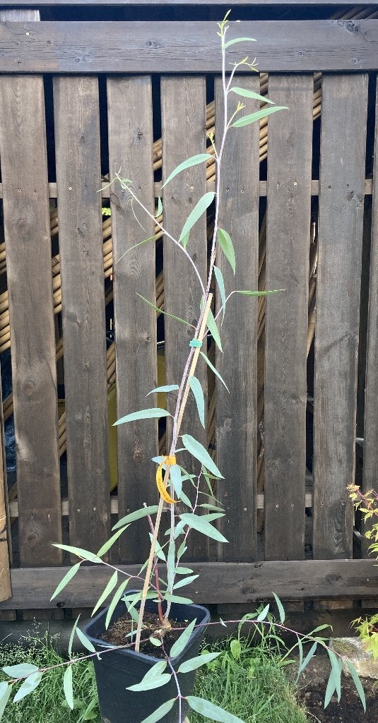 Eucalyptus lacrimans, Jardin & Terrasse, Plantes | Arbres, En pot, Plein soleil, Autres espèces, Enlèvement