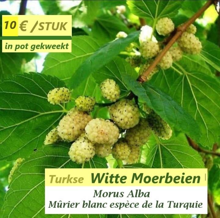 Witte Moerbei-planten (Morus alba) 50/70 cm, in pot, 10€/st., Tuin en Terras, Planten | Tuinplanten, Volle zon, Vaste plant, Ophalen of Verzenden