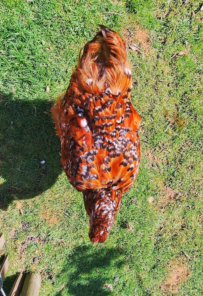 2 hennen Wyandotte rood/porselein, Animaux & Accessoires, Femelle, Poule ou poulet