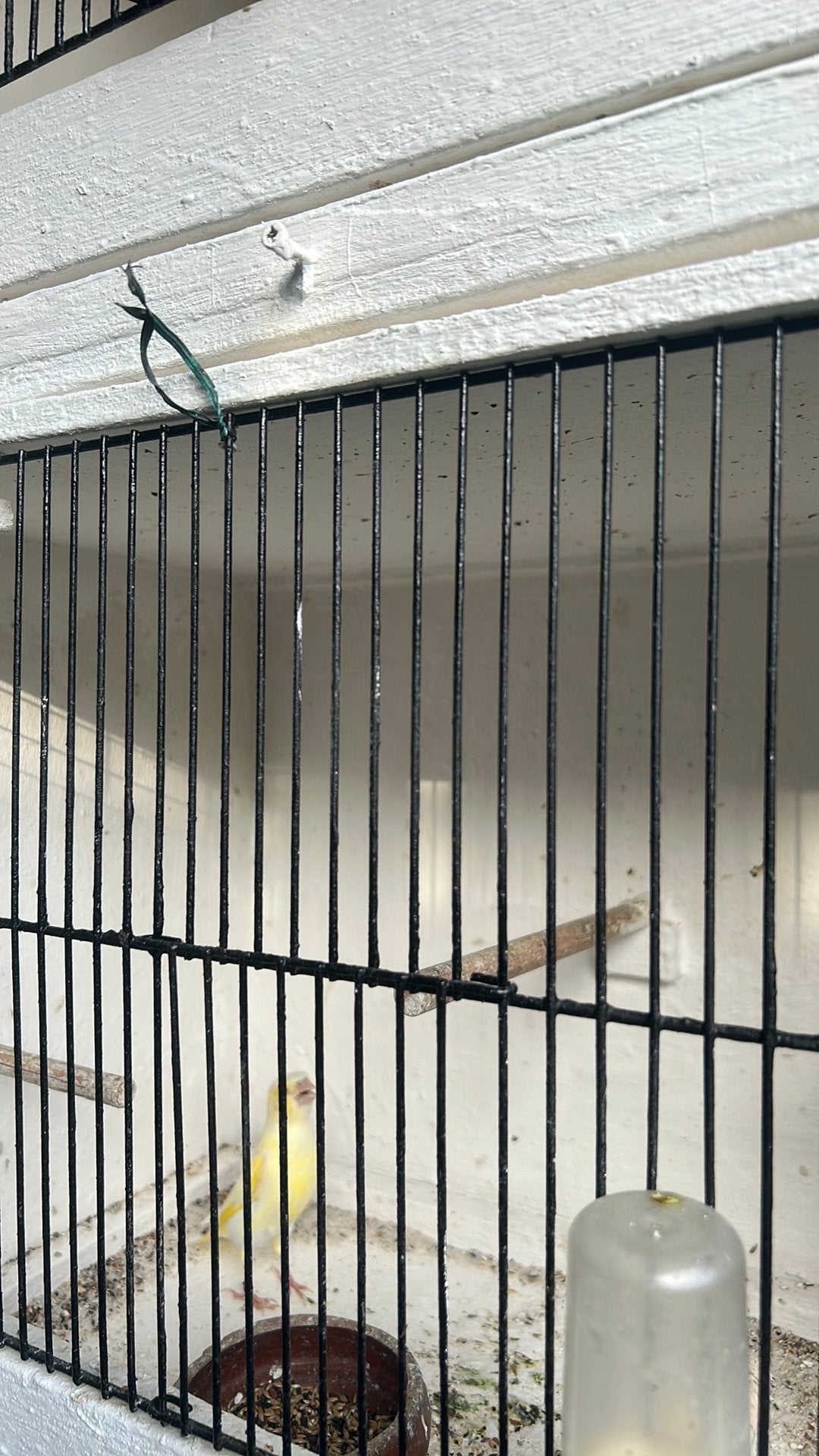Groenling satinet, Dieren en Toebehoren, Geringd