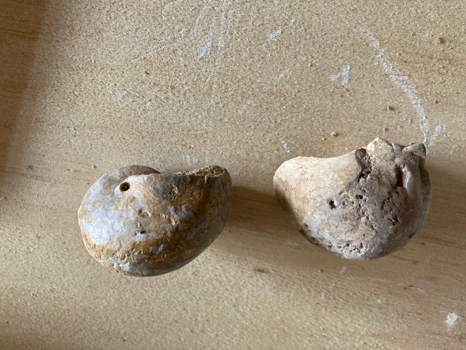 2 Fossielen NAUTILUS SCHELPEN, Verzamelen, Mineralen en Fossielen, Ophalen, Fossiel