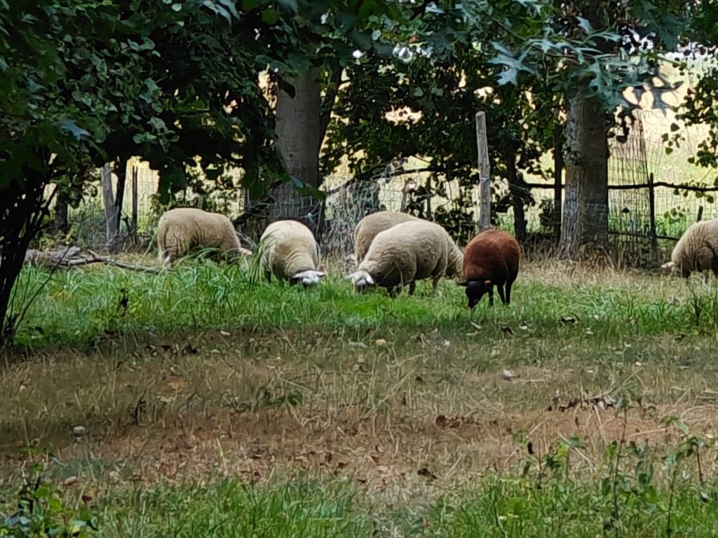 swifter rammen te koop, Animaux & Accessoires, Mâle, Mouton, 0 à 2 ans