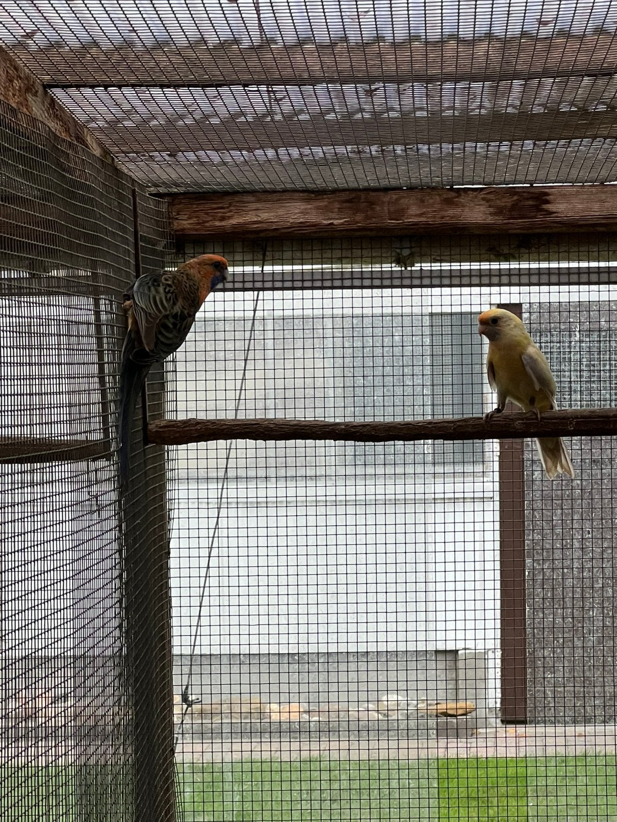 Onverwante kweekkoppels pennant rosella parkieten, Dieren en Toebehoren, Vogels | Parkieten en Papegaaien, Meerdere dieren, Parkiet
