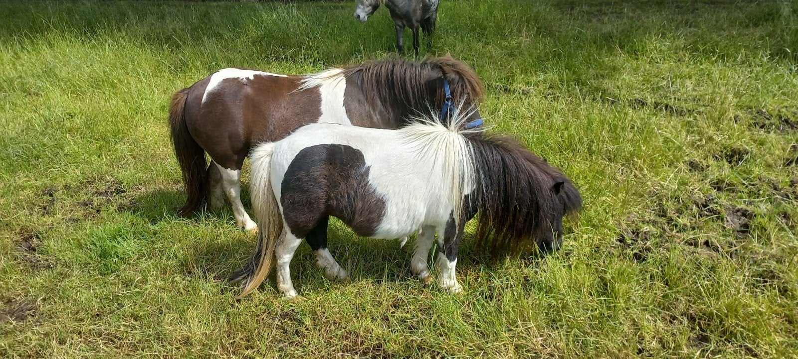 Meerdere pony's, Dieren en Toebehoren, Merrie