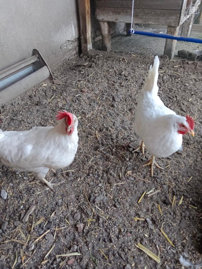 Verse eieren, Dieren en Toebehoren, Pluimvee