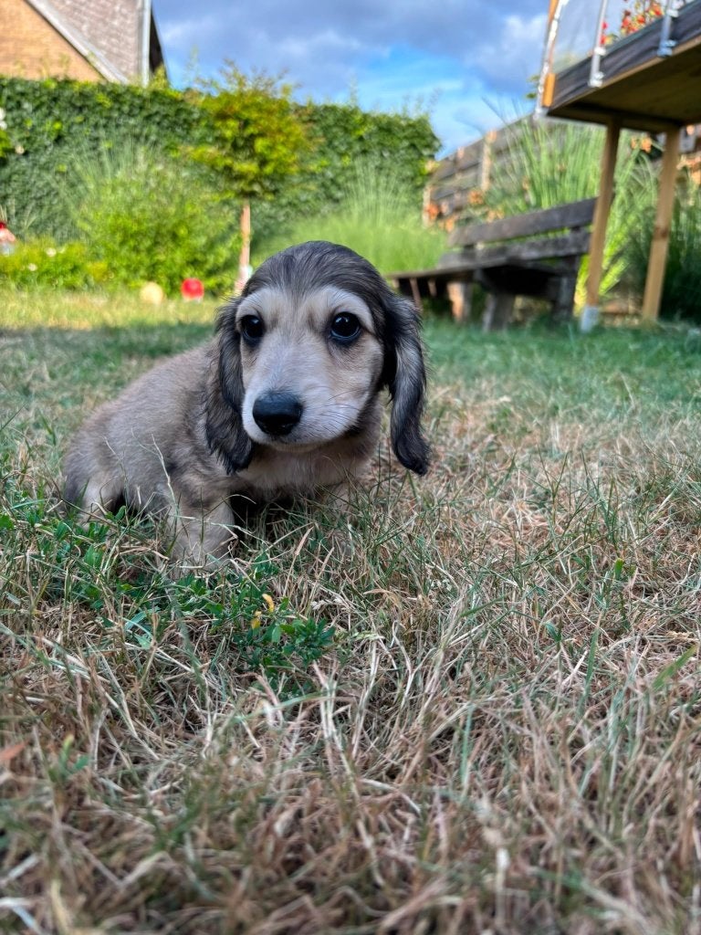 Langharige teckel, Parvo, België, Fokker | Hobbymatig, 8 tot 15 weken
