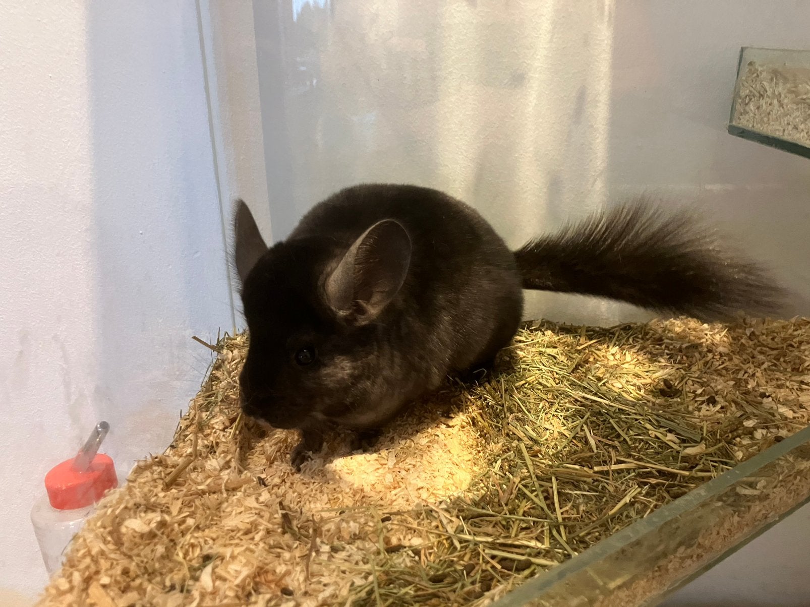 Ebony chinchilla vrouwtje drager voor angora en gold bar, Chinchilla, April, Vrouwelijk, Tam