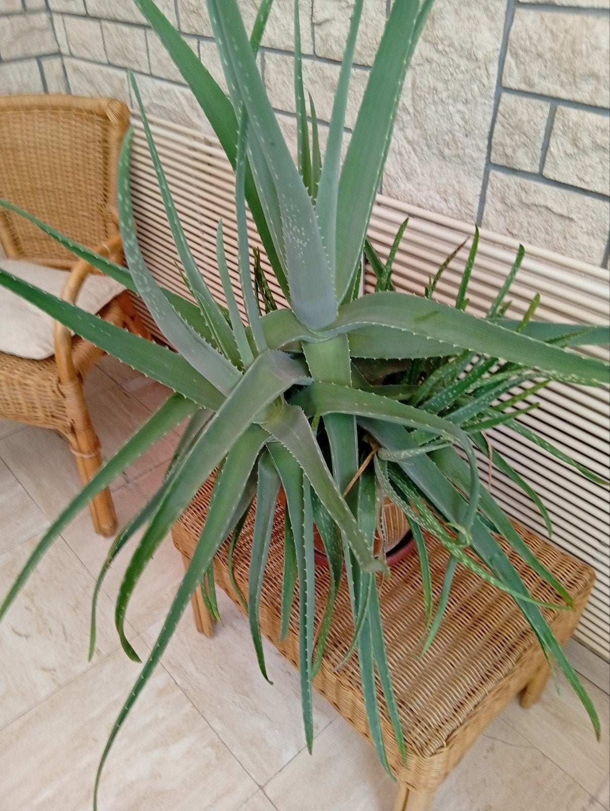 plante Oliveira avec 6 boutures, Jardin & Terrasse, Enlèvement