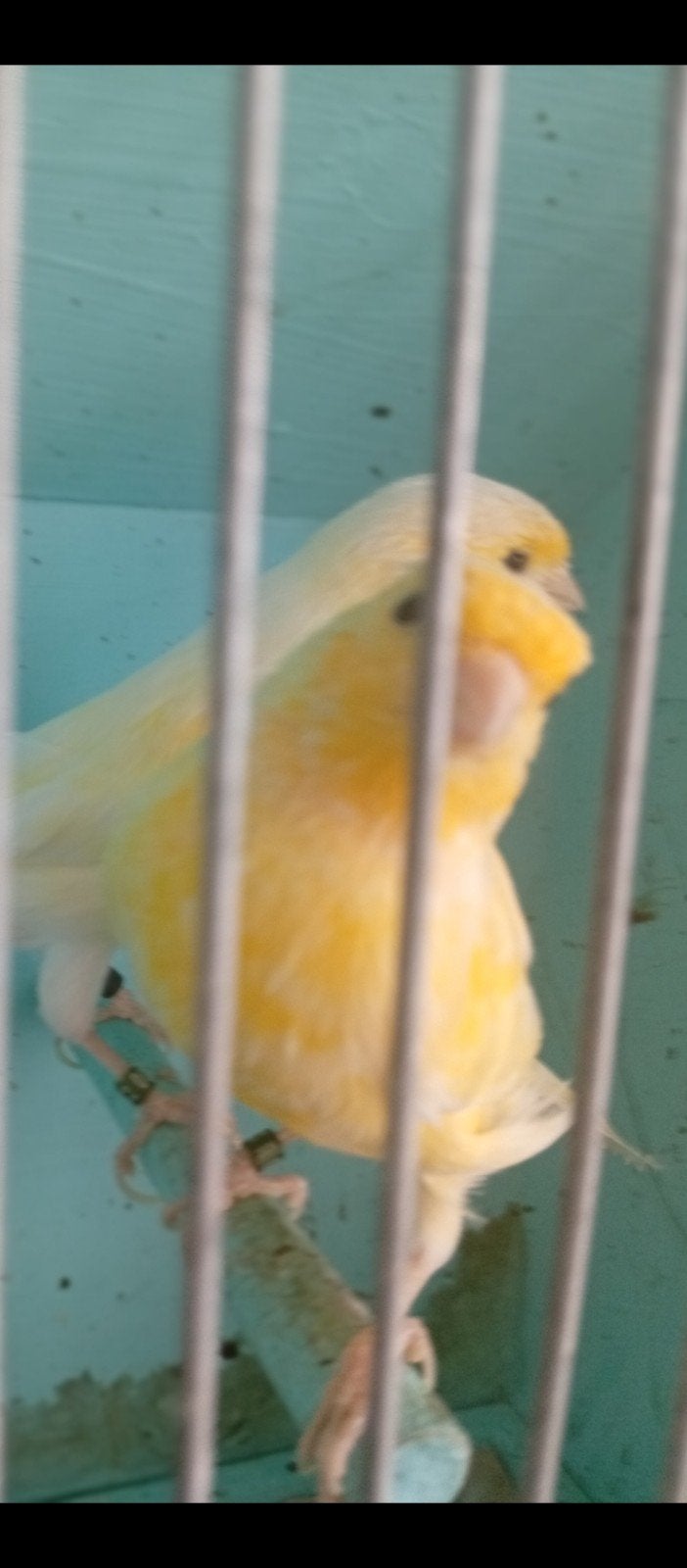 Couple canaris malinois jaune 2026 à, Plusieurs animaux, Canari chanteur