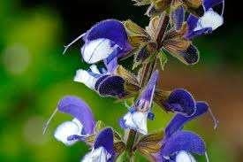 Salvia Azure Snow, Ophalen