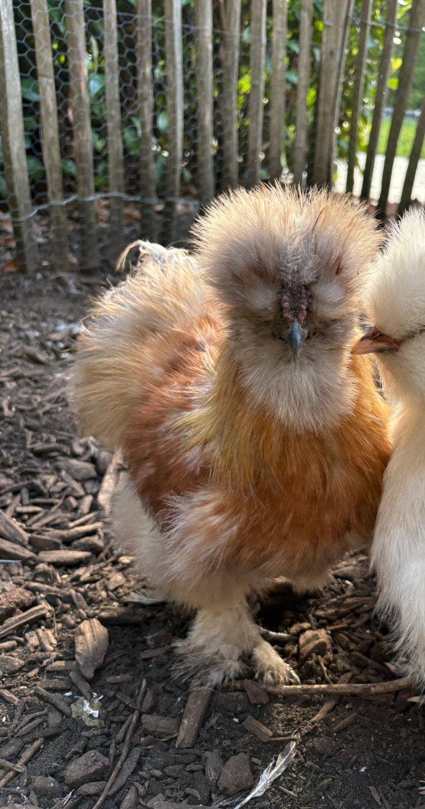 Heel leuke USA zijdehoen haantje, Dieren en Toebehoren