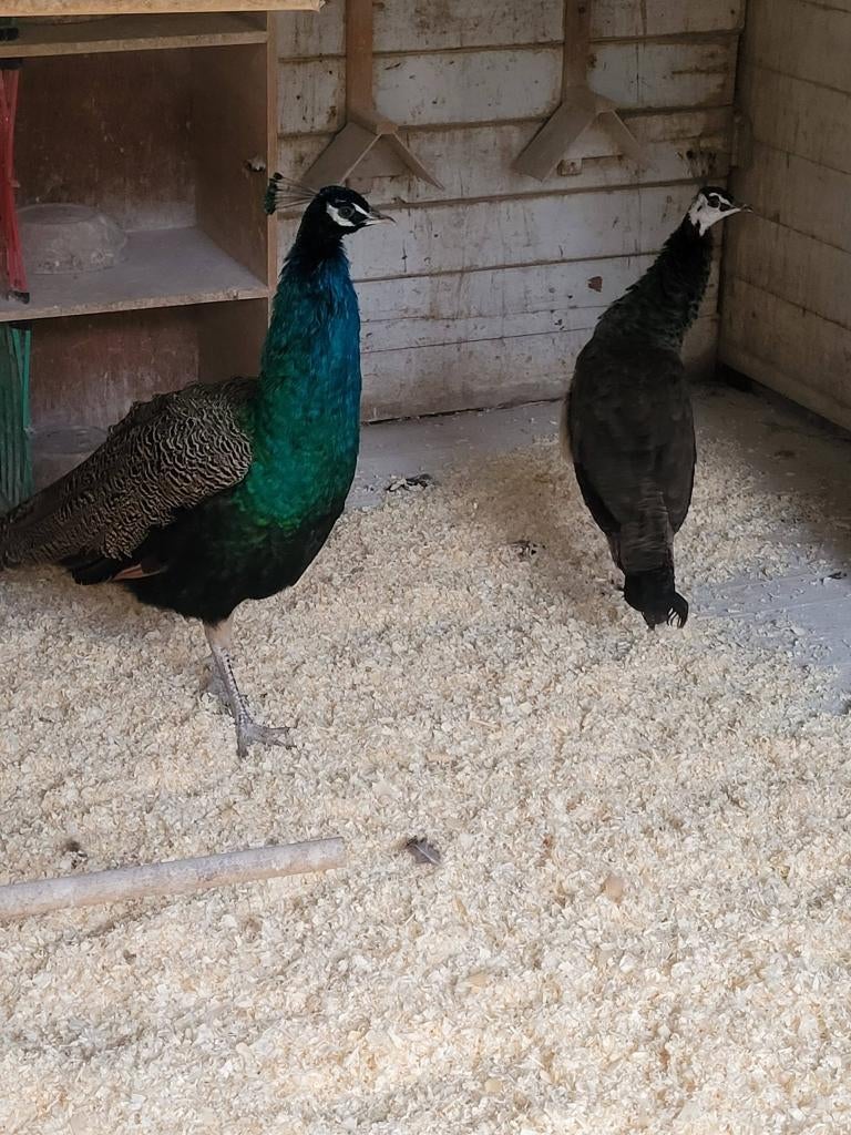 dieren, Dieren en Toebehoren, Vogels | Overige Vogels, Meerdere dieren, Tropenvogel