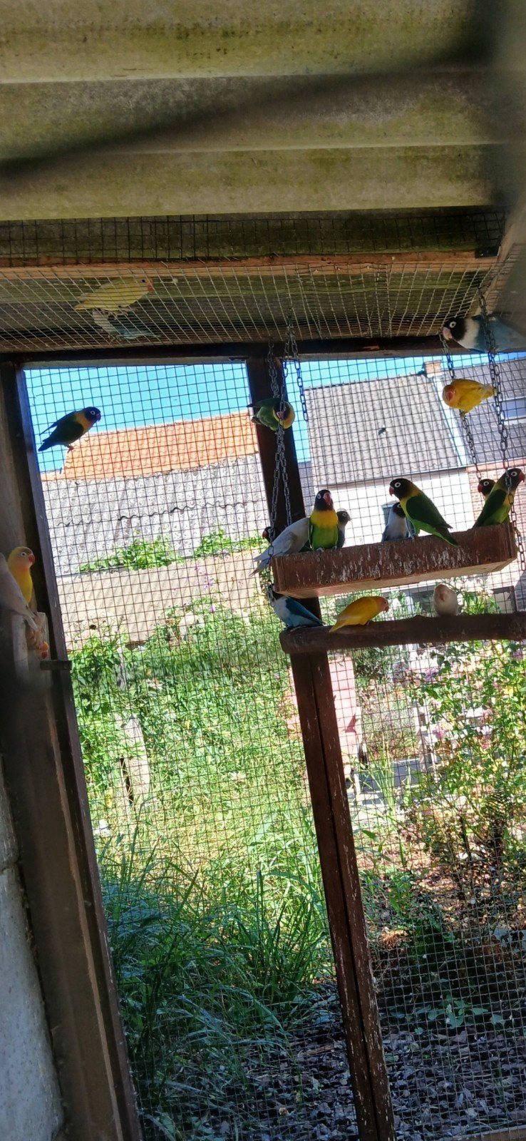 Personata.s, Plusieurs animaux, Perroquet nain ou Inséparable, Bagué