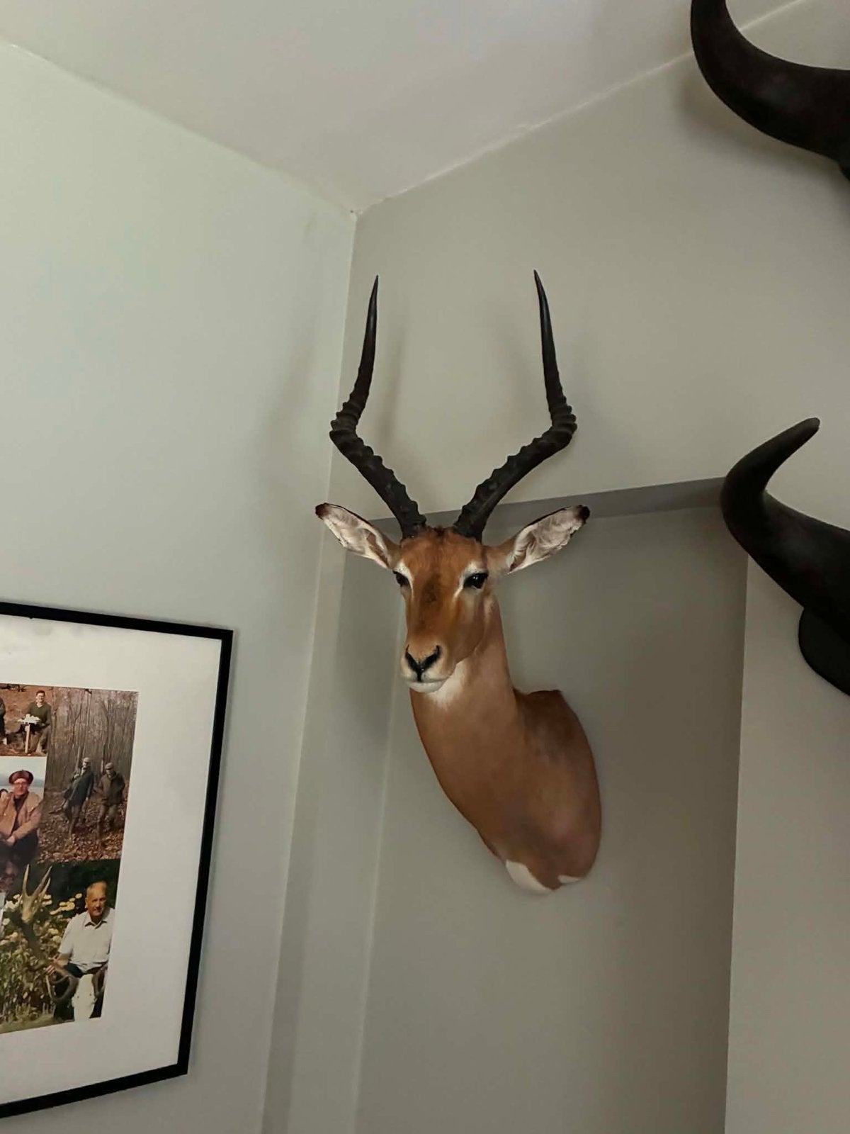 Opgezette impala- jachttrofee, Collections, Enlèvement, Comme neuf