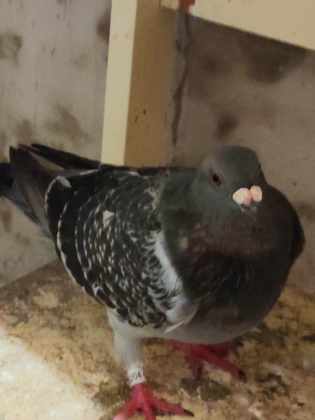 pigeon