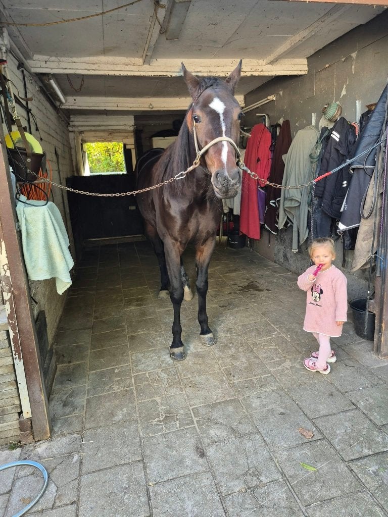 draver, Merrie, Met stamboom, 3 tot 6 jaar, 160 tot 165 cm
