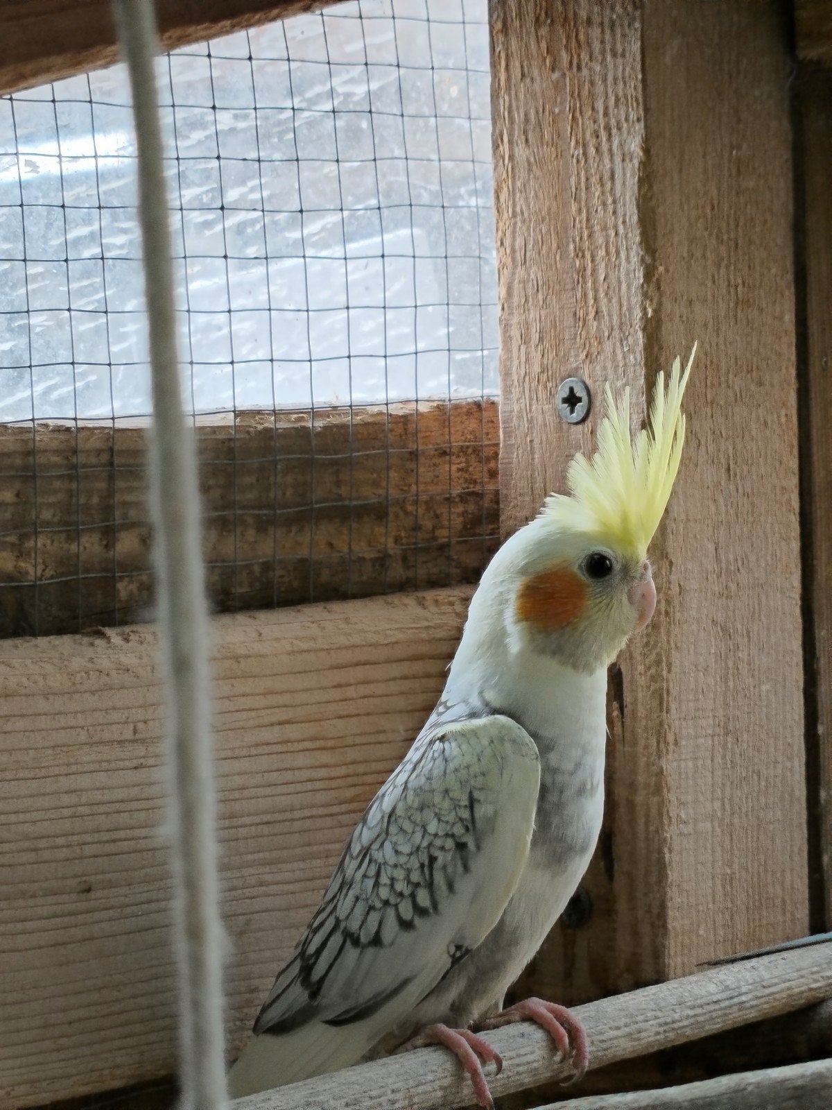 jonge valkparkieten, Plusieurs animaux, Perruche