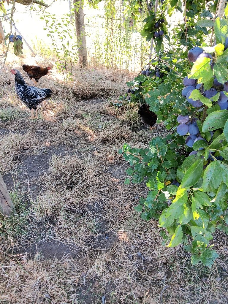 wyandotte kriel, Dieren en Toebehoren, Pluimvee, Meerdere dieren, Kip