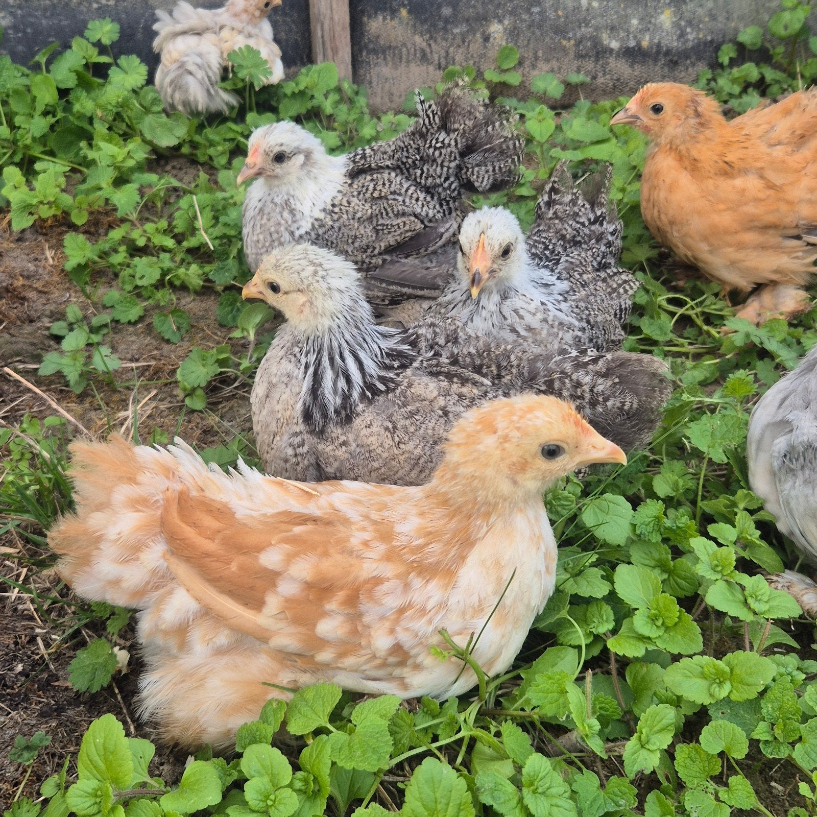 cochin hennetjes te koop, Vrouwelijk