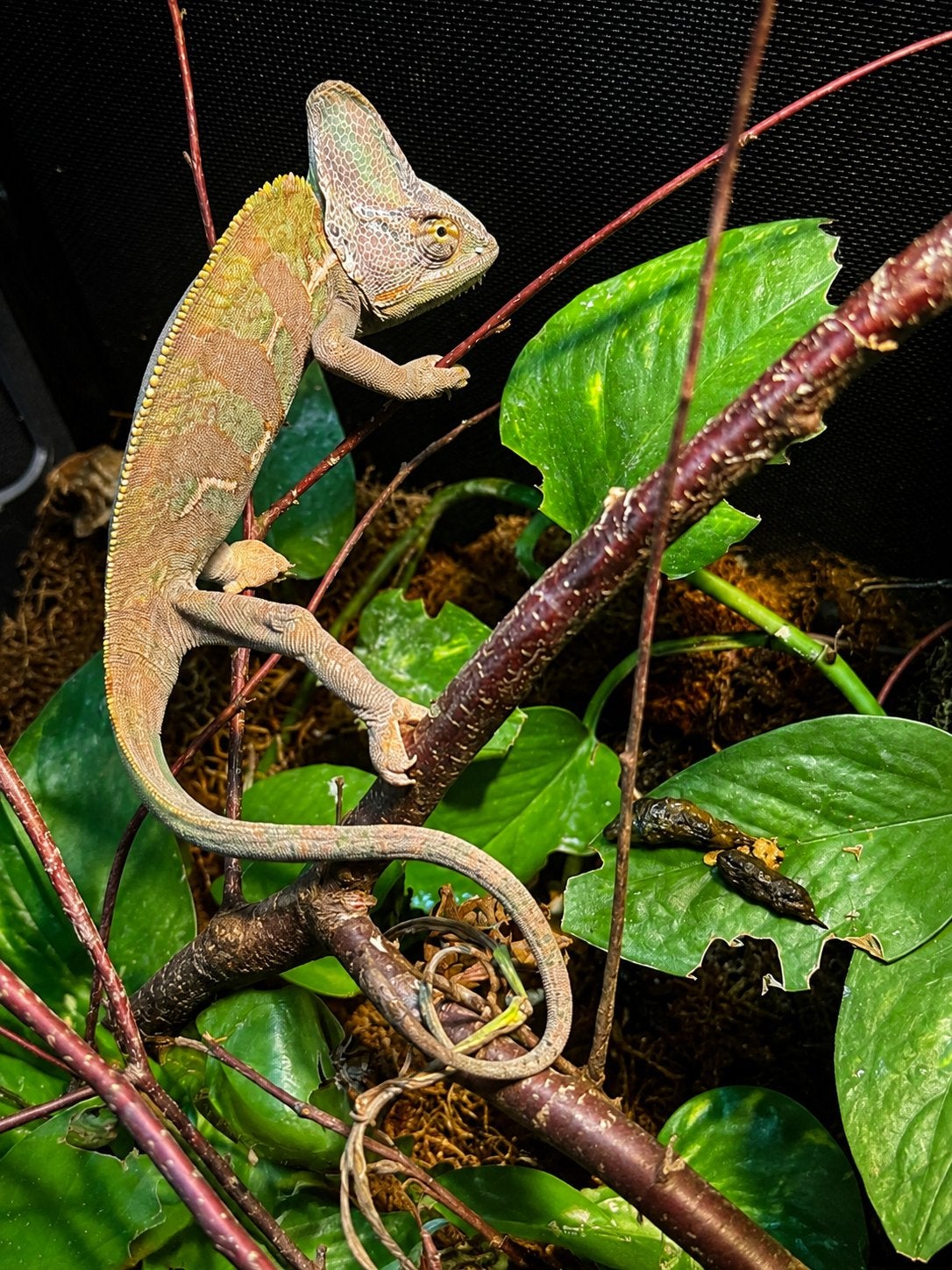 Mannelijke Yemenkameleon (Chamaeleo calyptratus), Hagedis, Met terrarium, 0 tot 2 jaar