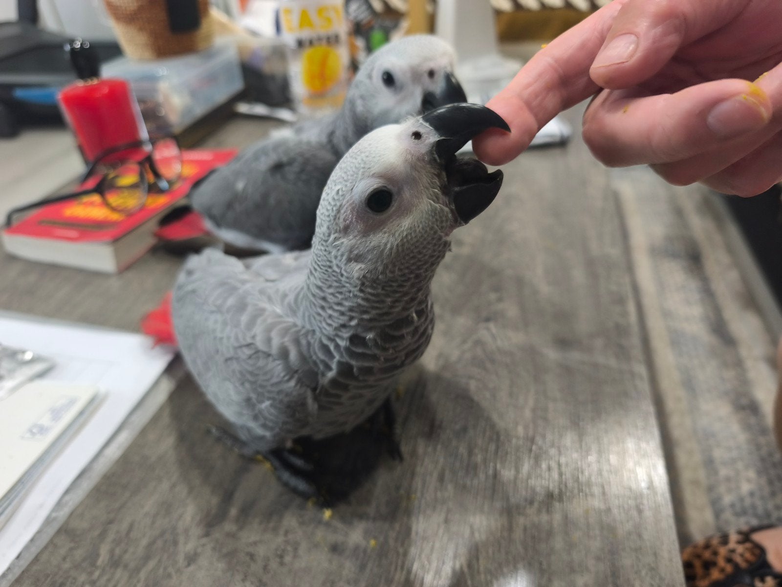Gris de Gabon eam, Dieren en Toebehoren, Vogels | Parkieten en Papegaaien, Mannelijk