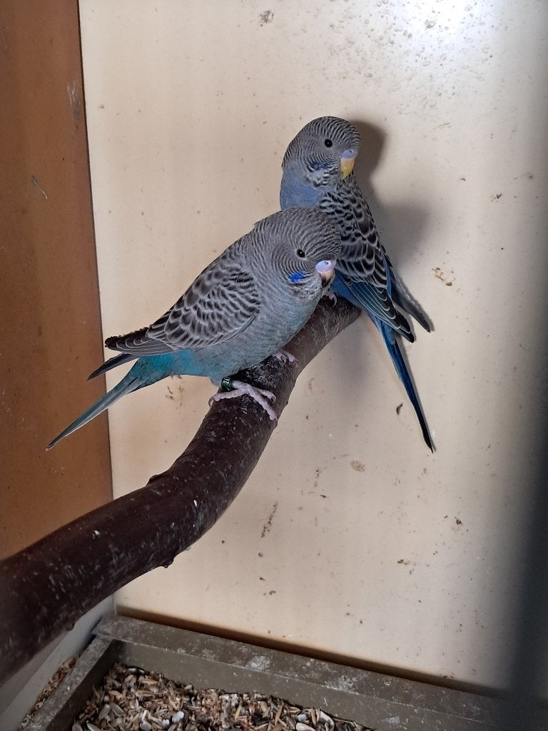 5 blackface grasparkieten, Plusieurs animaux, Perruche, Bagué