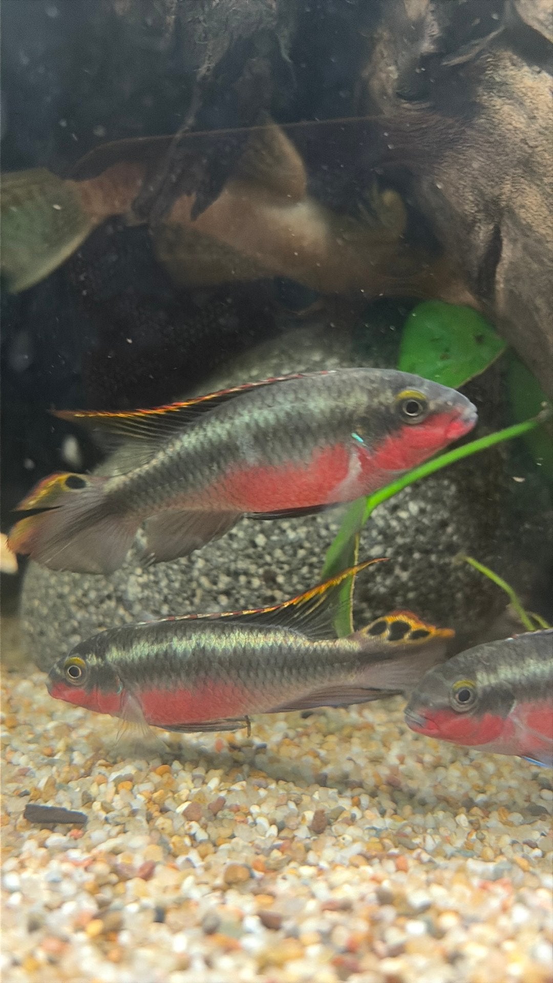 Mannelijke Kersenbuik cichliden, Dieren en Toebehoren, Vis, Zoetwatervis