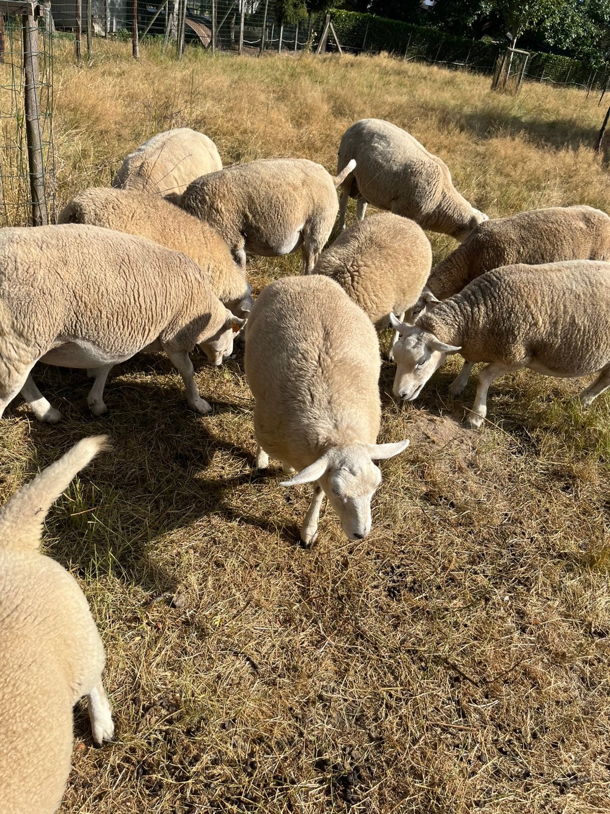 Lammeren te koop 3 ooien 1 bok, Dieren en Toebehoren