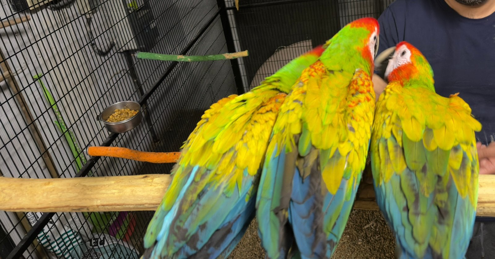 Hybride ara Verde, Dieren en Toebehoren