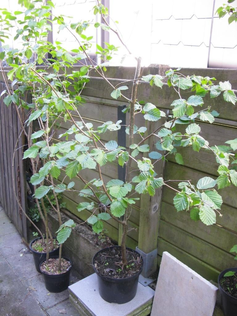 Noisetier, Jardin & Terrasse, Plantes | Arbustes & Haies, Enlèvement, Autres espèces, Arbuste, 250 cm ou plus