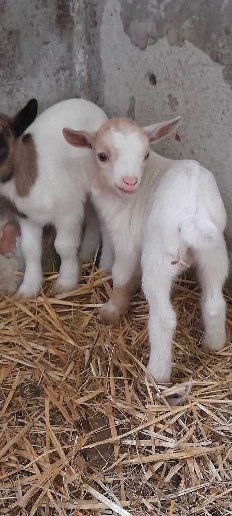 Prachtige tweeling, Plusieurs animaux, Chèvre, 0 à 2 ans