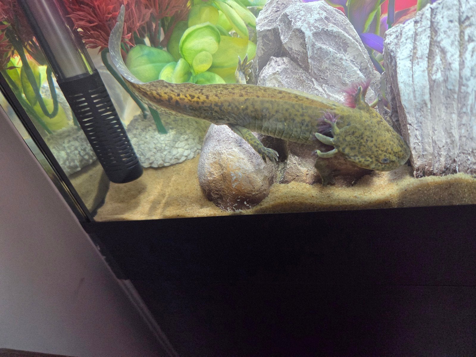 2 axolotl af te halen in temse gsm0497070141, Animaux & Accessoires, Lézard, 0 à 2 ans