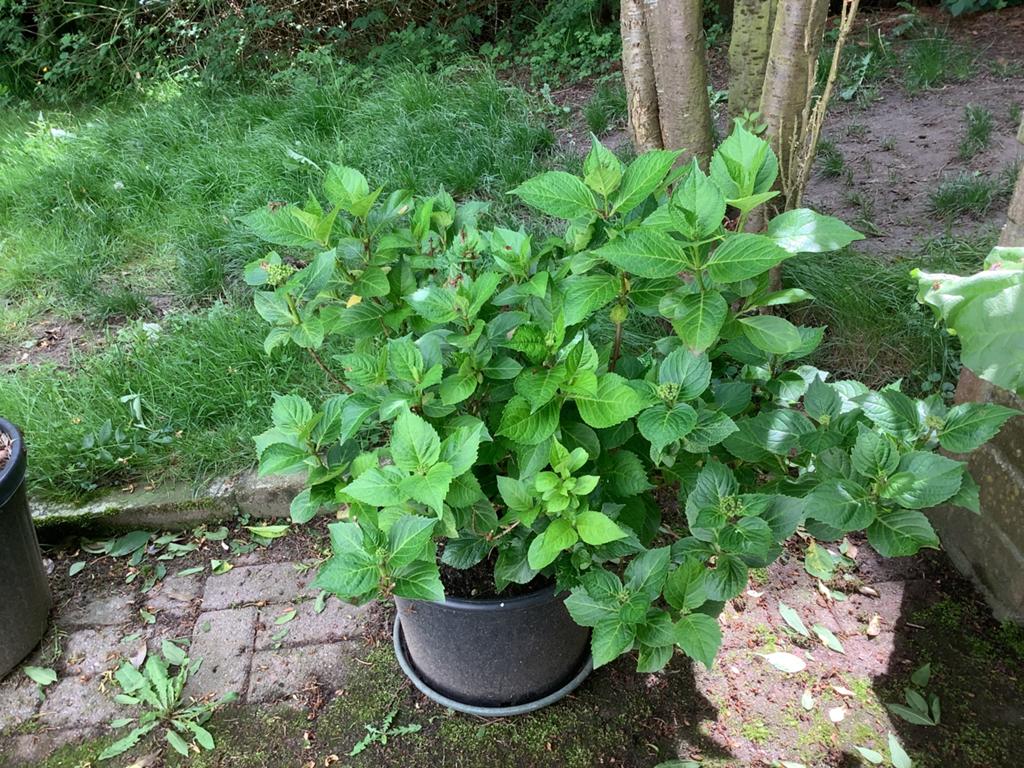 Hortensia, Tuin en Terras, Planten | Tuinplanten, Ophalen, Vaste plant, Overige soorten
