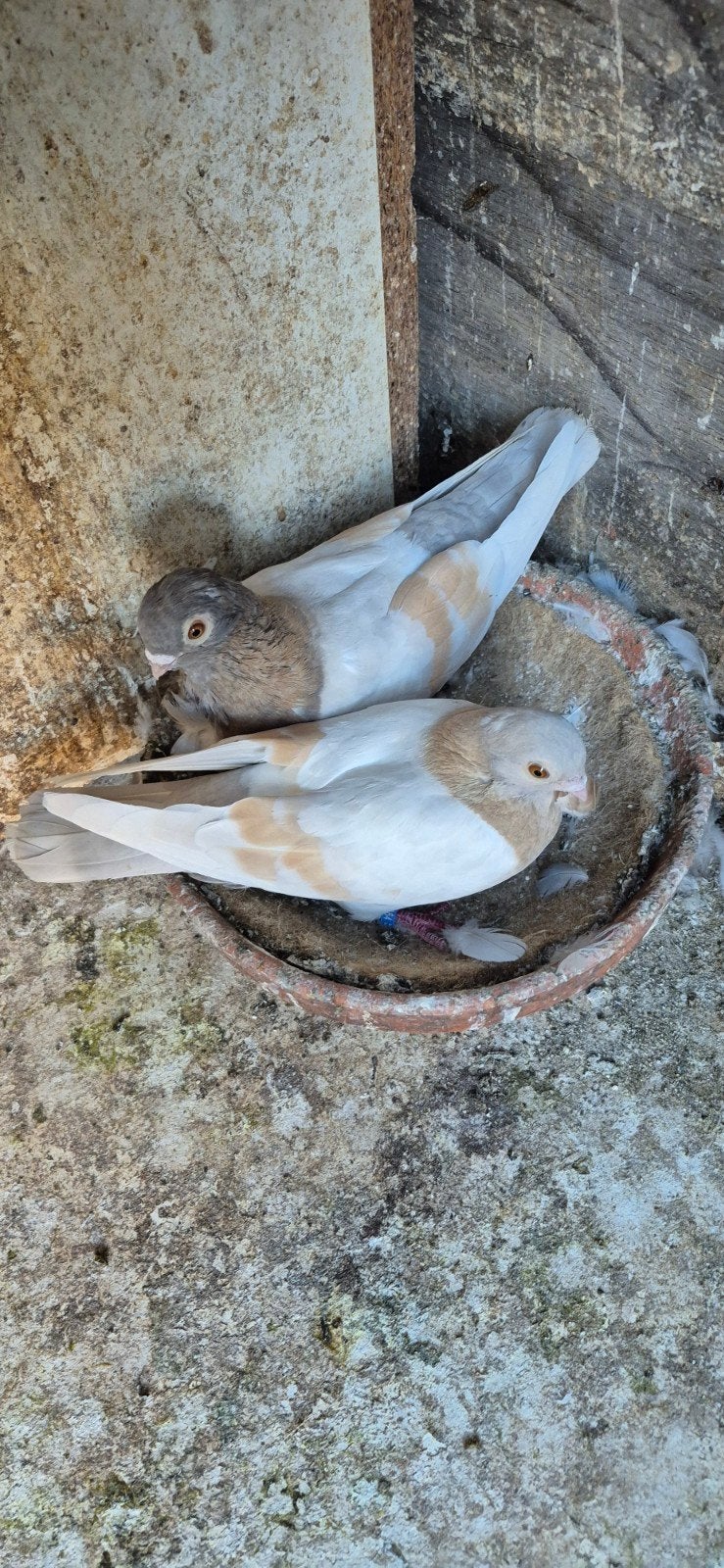duiven te koop, Dieren en Toebehoren, Vogels | Duiven