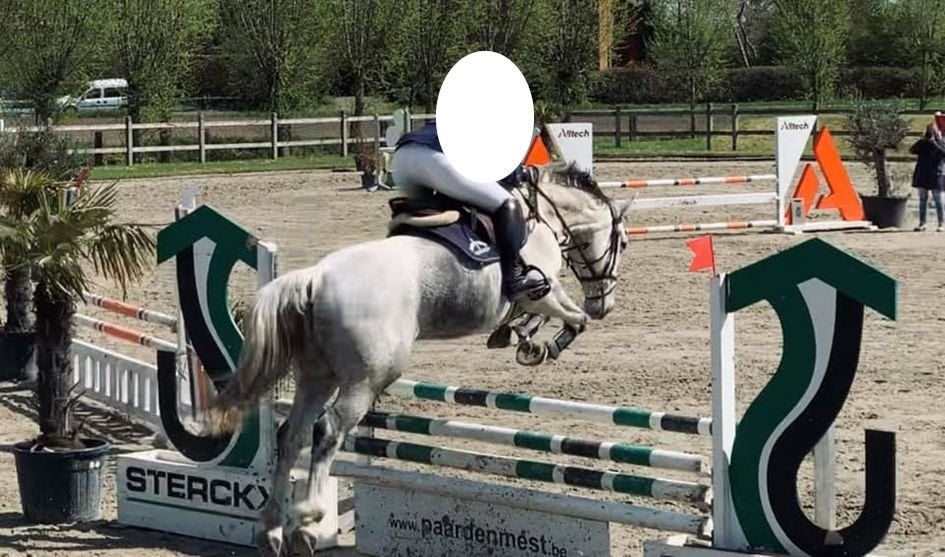 Paard zoekt ruiter, Springpaard, Ruin, 160 tot 165 cm, 11 jaar of ouder