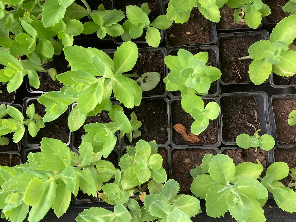 Sedum herbstfreude, Ophalen