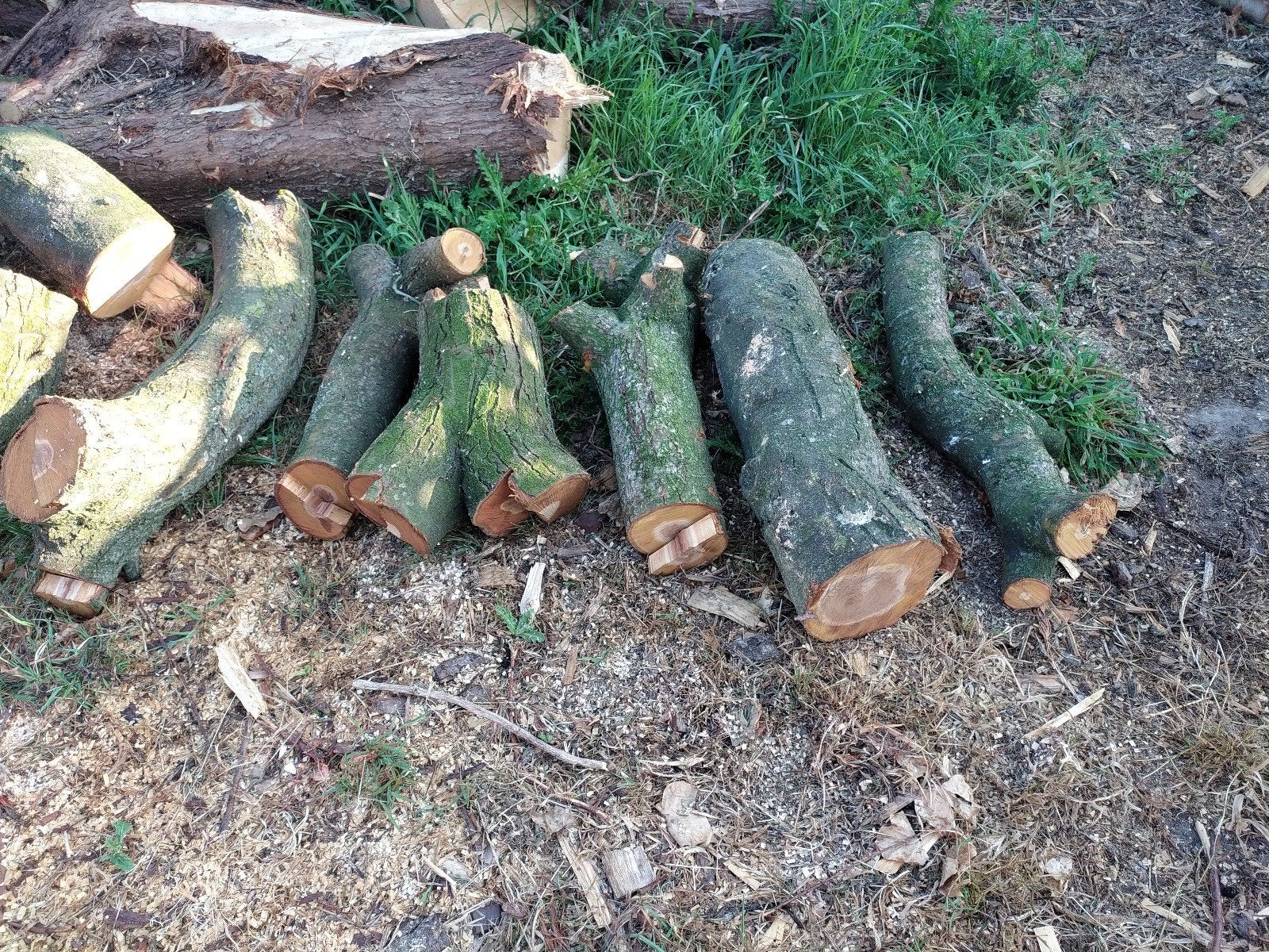 Hout pruimenboom, Ophalen