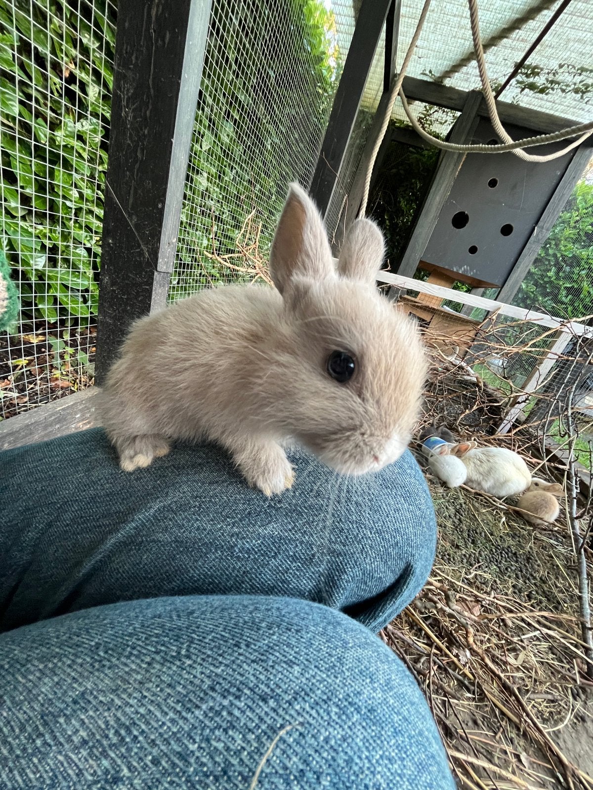 Baby konijntjes