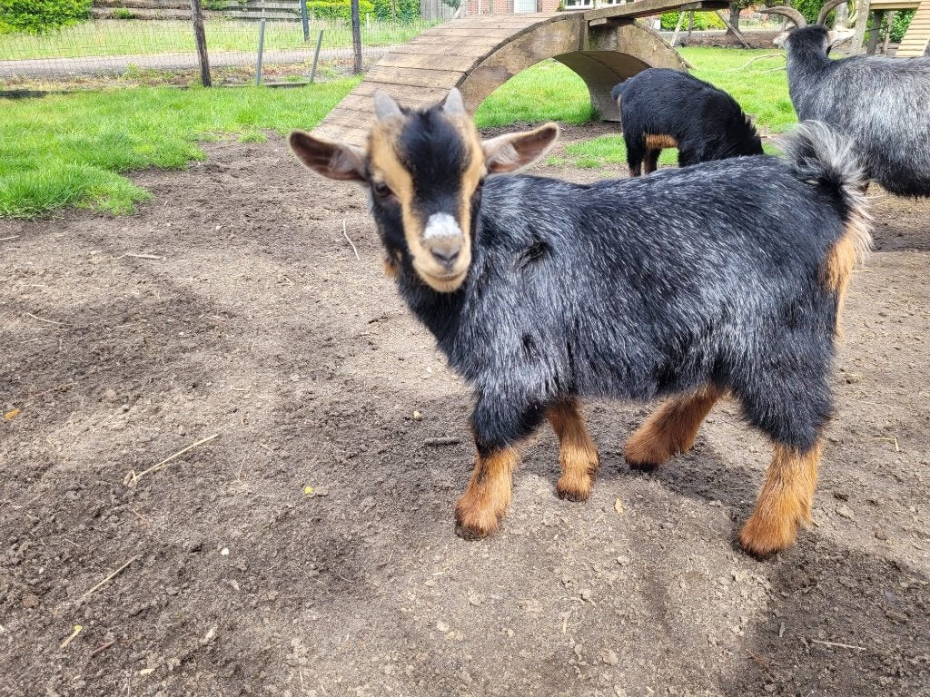 Geit, Mâle, Chèvre, 0 à 2 ans