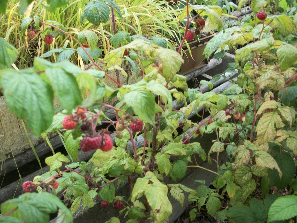 Frambozen planten, Ophalen, Volle zon, Vaste plant, Zomer
