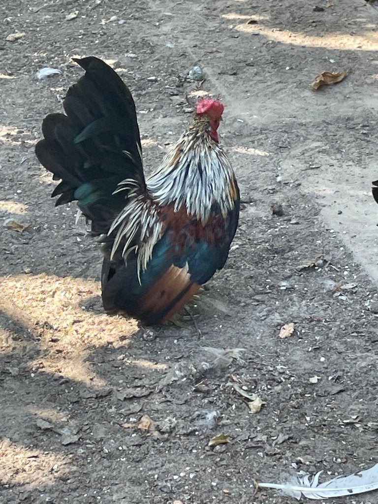 Tekoop Serama haantje, Dieren en Toebehoren, Mannelijk, Kip