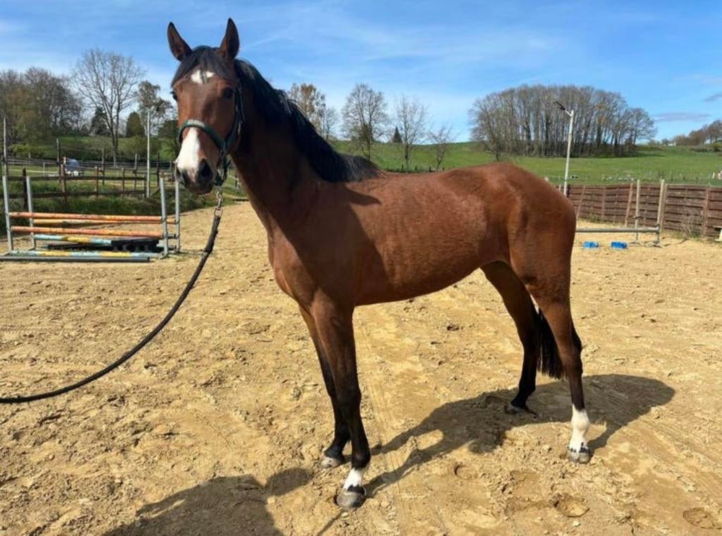 Dressuur merrie, Dieren en Toebehoren, Paarden, Merrie, Dressuurpaard, Zadelmak, 3 tot 6 jaar